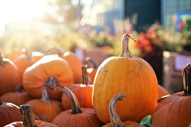 Featured image for “Höstlovs aktivitet med Pumpa tävling!”