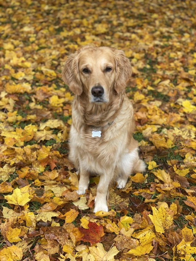 Featured image for “Hundfika i Sjöcaféet!”
